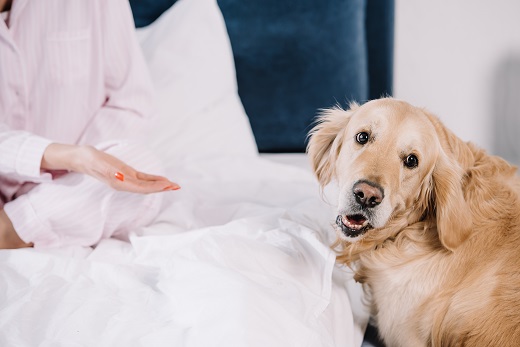 Should You Share Your Bed With A Pet? - Sleep Station Mattress Store